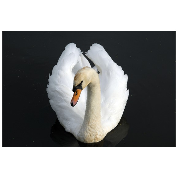 theswan7